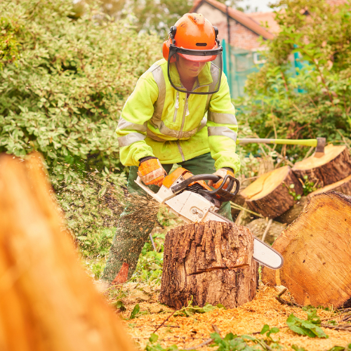 tree surgery Bristol