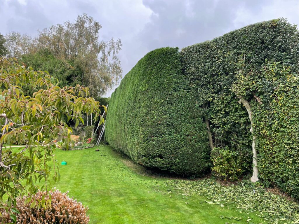 hedge trimming services bristol and avon