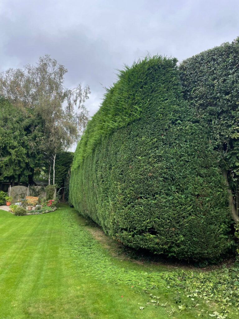 hedge trimming services bristol and avon