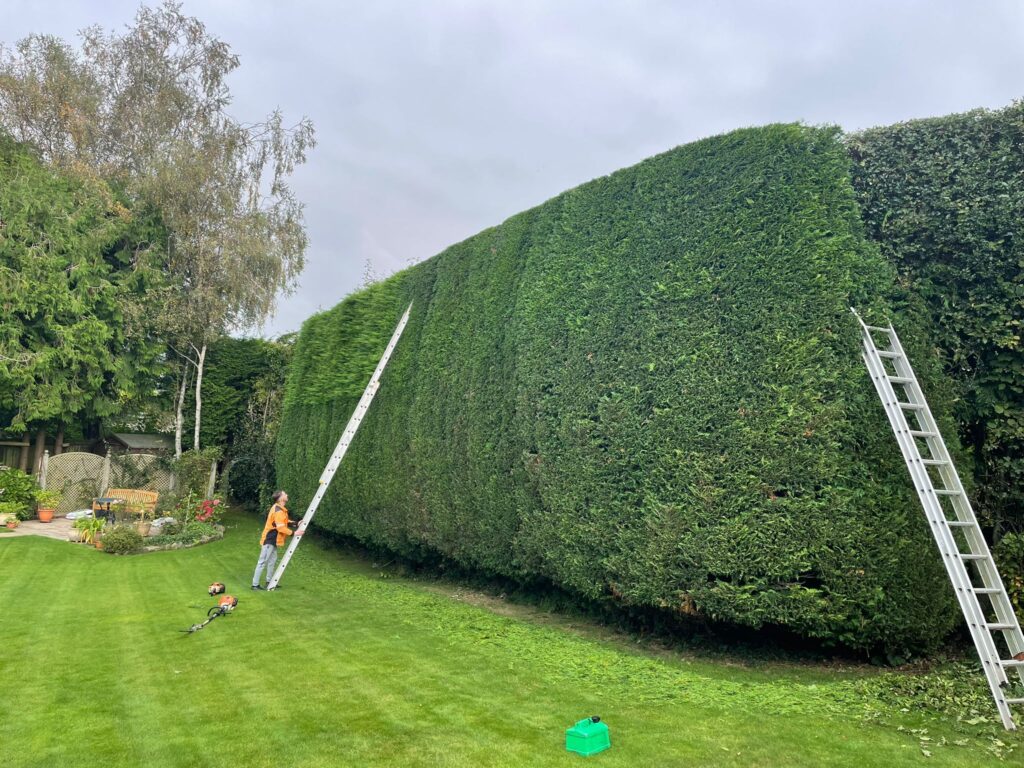 hedge trimming services bristol and avon