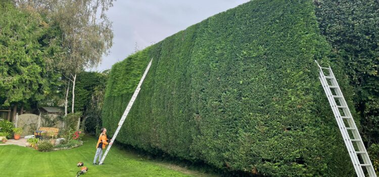 hedge trimming services bristol and avon
